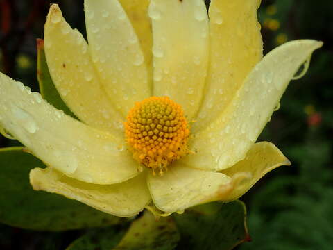 Image of Leucadendron gandogeri Schinz ex Gand.