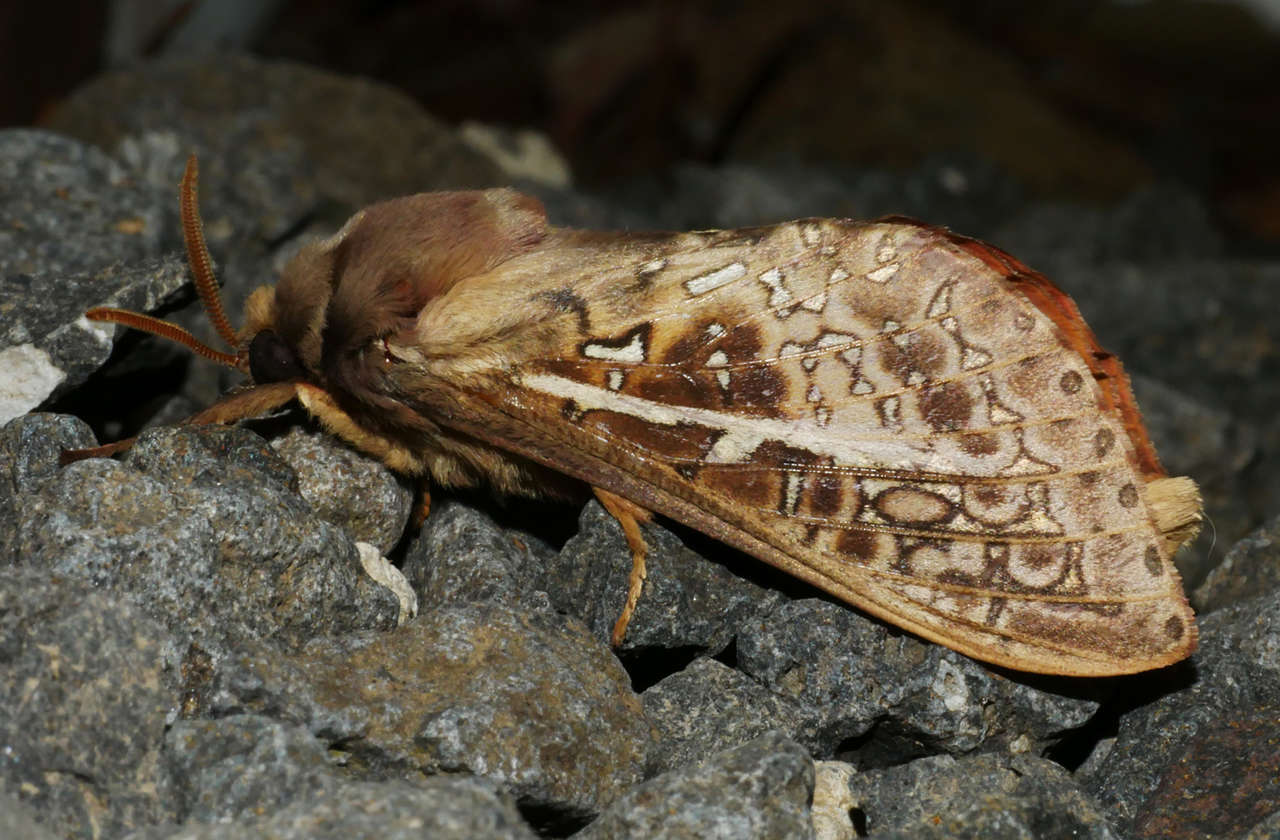 Image of Oxycanus australis Walker 1856