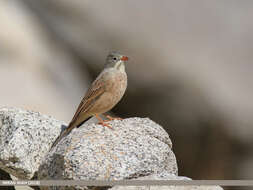 Image of Grey-necked Bunting