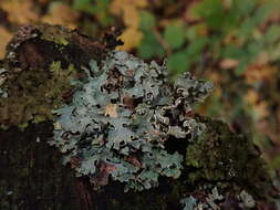 Image of Hammered shield lichen