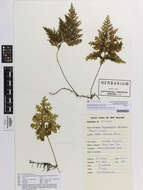 Image of Hymenophyllum demissum (G. Forst.) Sw.