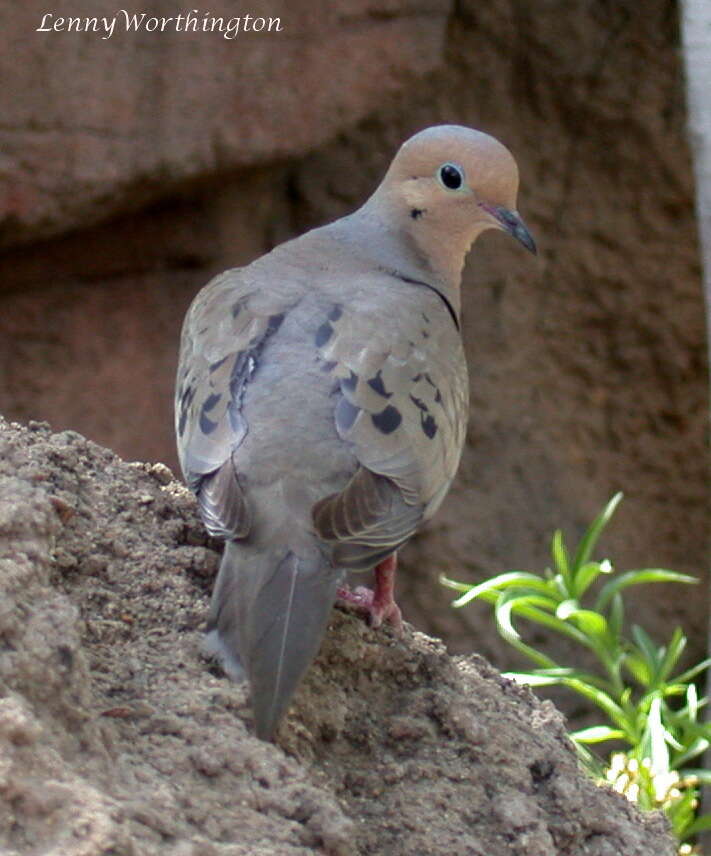 Image of American Mourning Dove