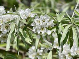 Plancia ëd Pyrus salicifolia Pall.