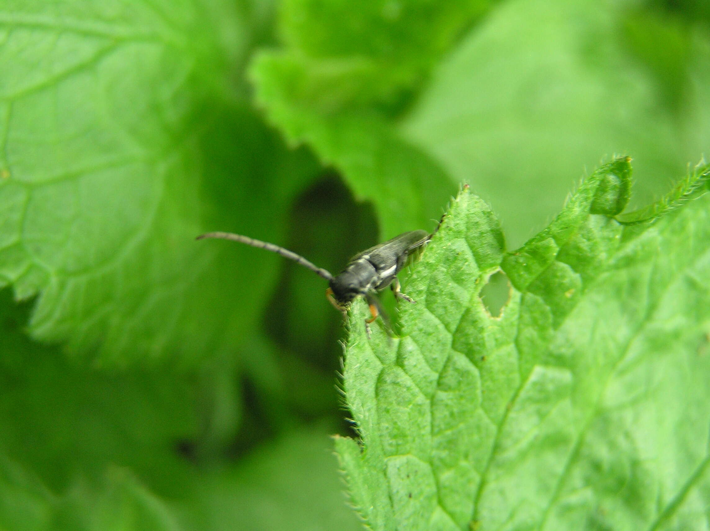 Слика од Phytoecia cylindrica (Linné 1758)