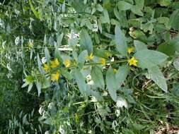 Image of Dotted Loosestrife