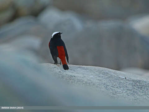 Image of White-capped Redstart