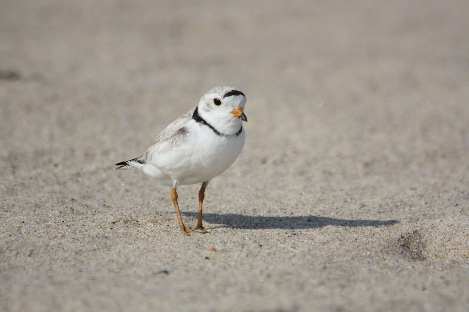 Image of Piping Plover