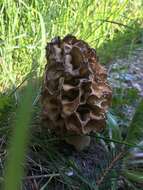 Image of Yellow Morel