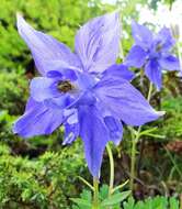 Image of Alpine Columbine