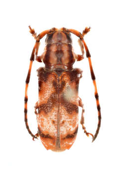 Image of Armatosterna