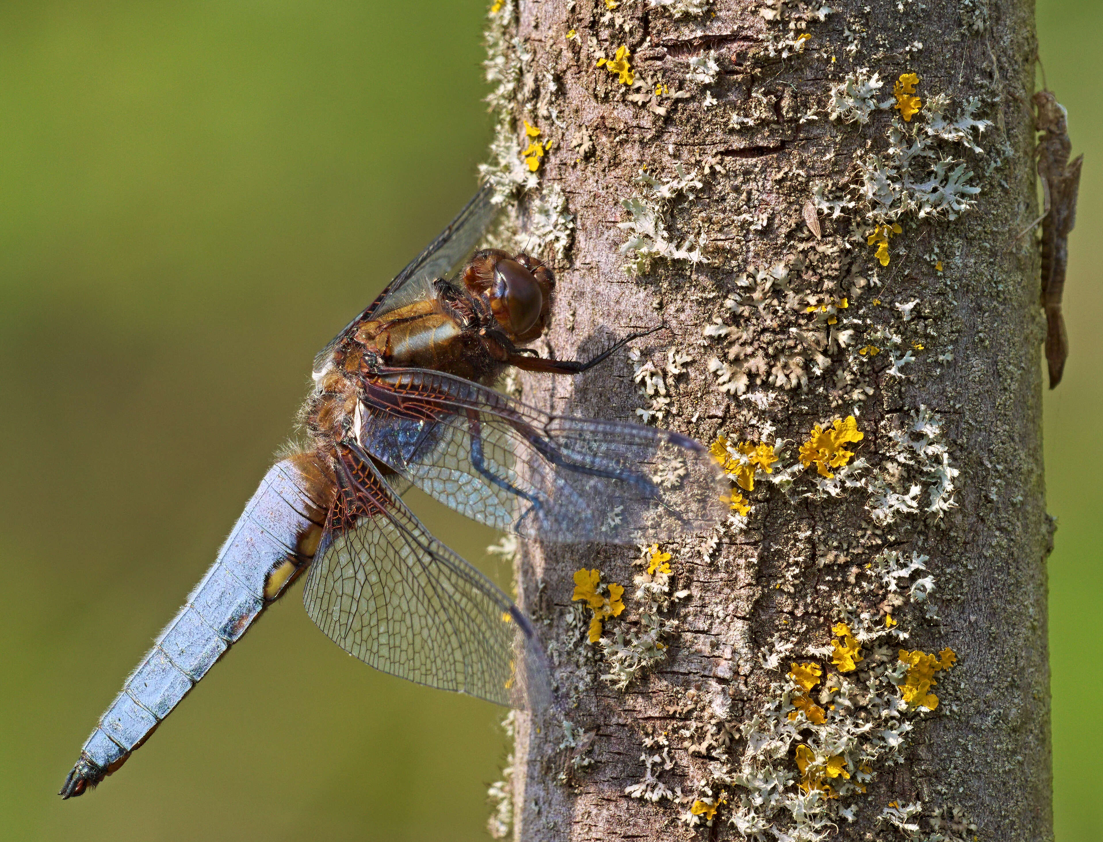 Image of Broad-bodied chaser