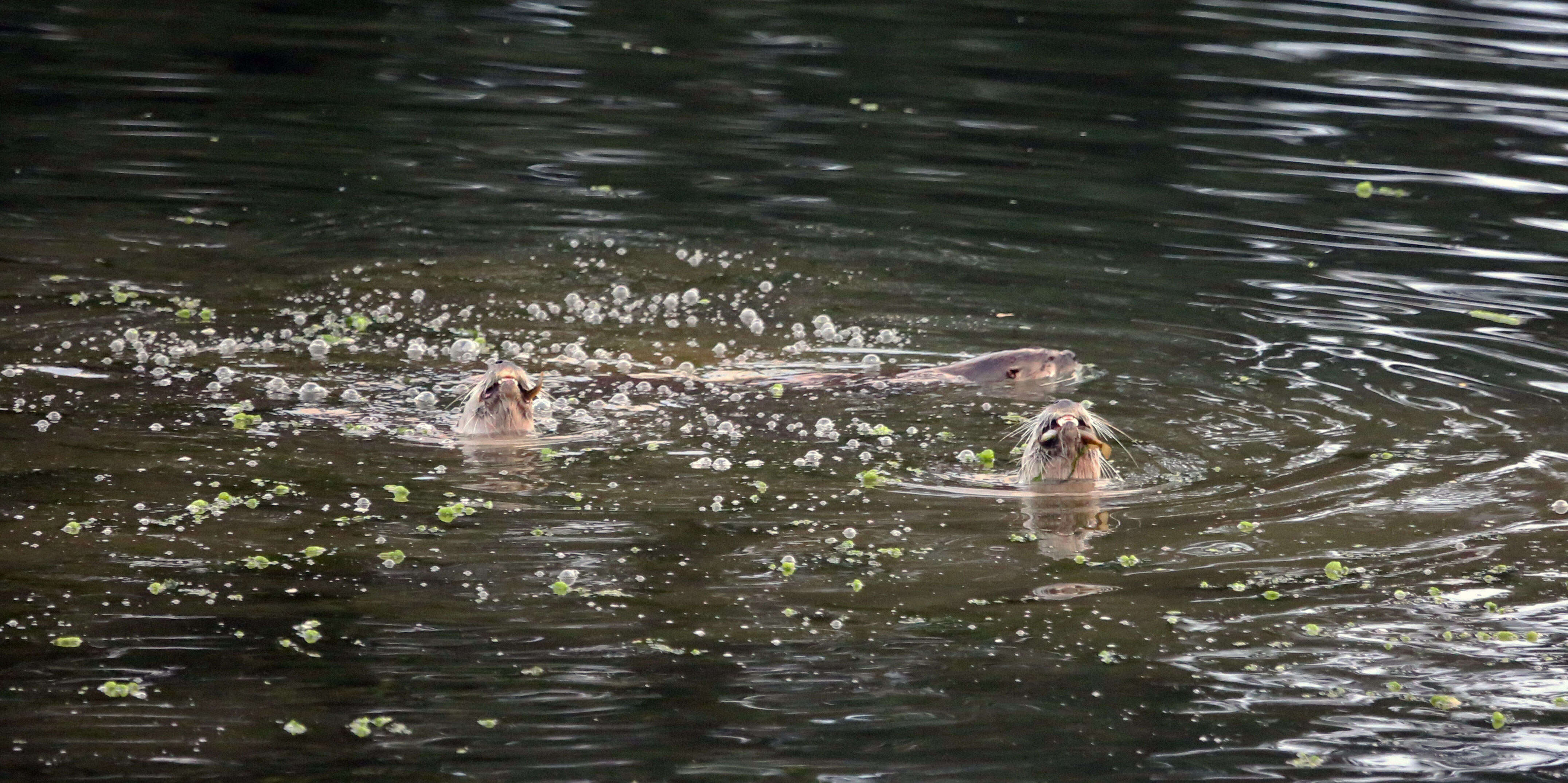 Image of Otter sp.