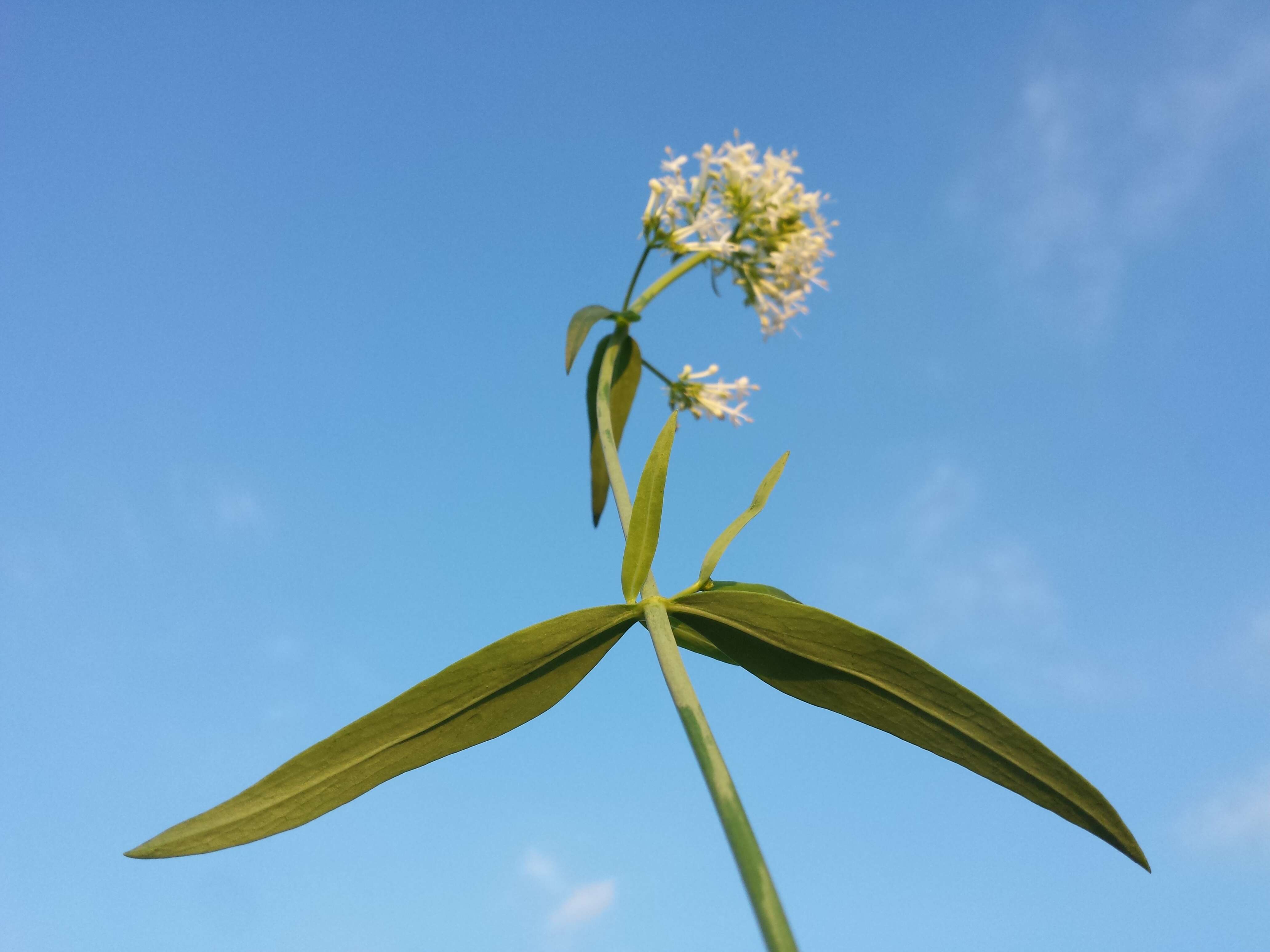 Image of Red Valerian