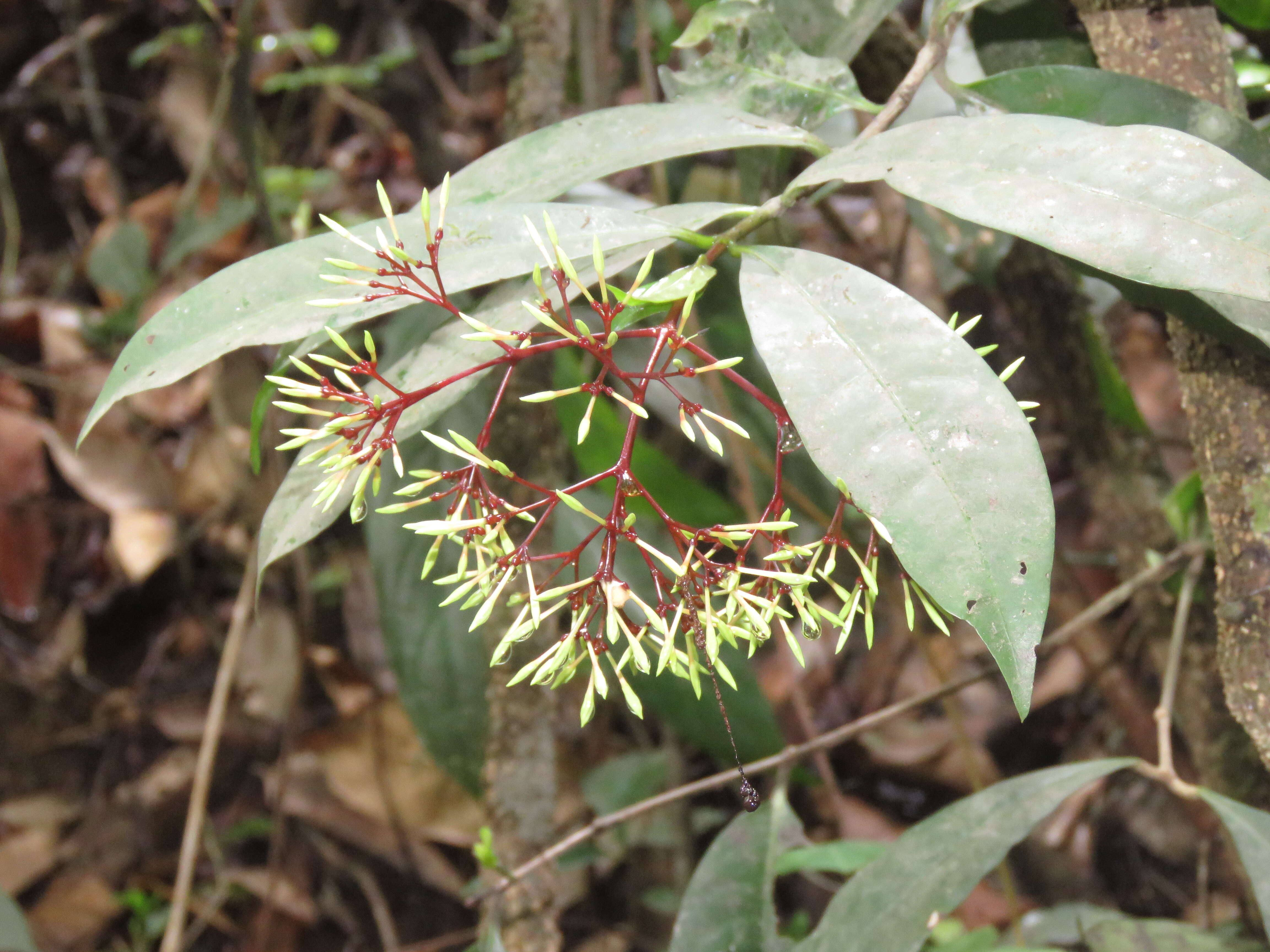 Image of Ixora nigricans R. Br. ex Wight & Arn.