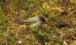 Image of Siberian Jay