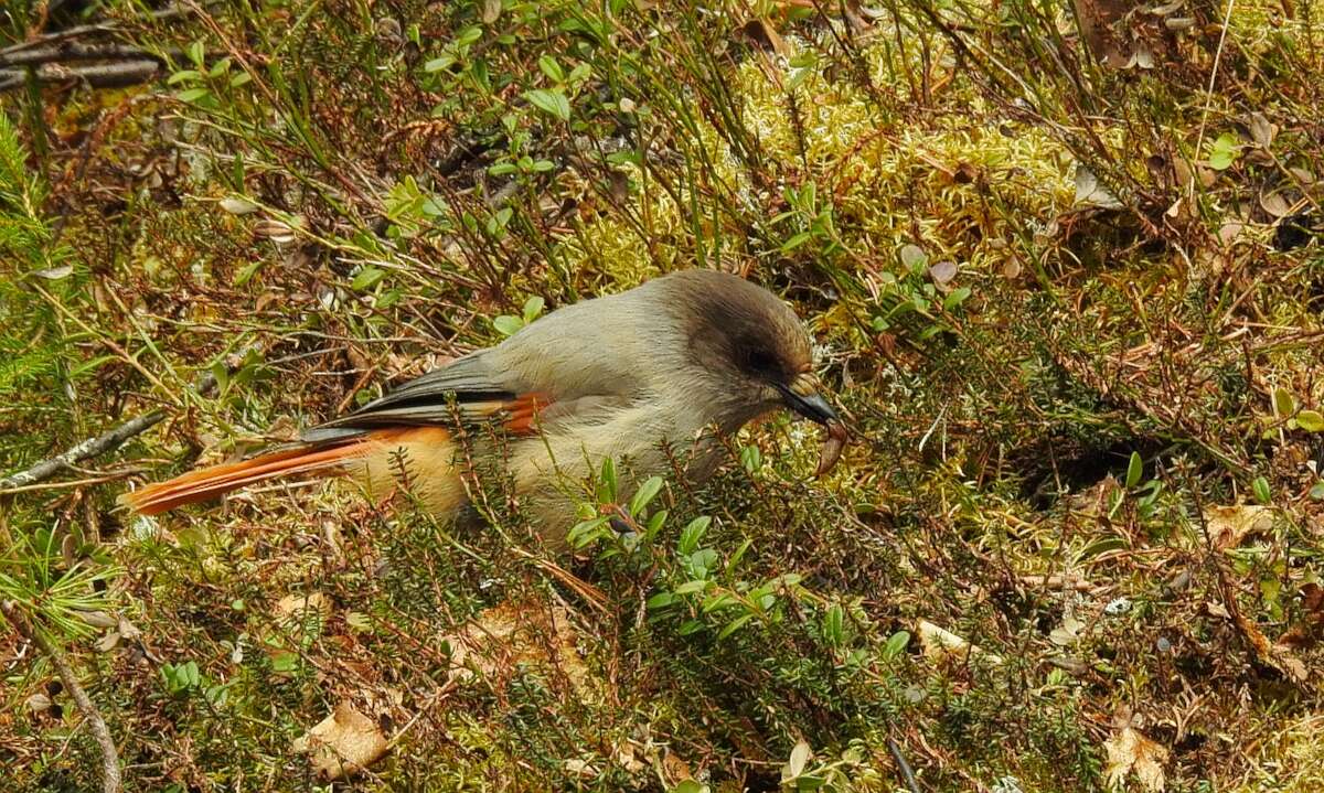 Image of Siberian Jay