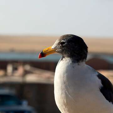 Image of Belcher's Gull