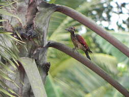 Image of Lesser Crimson-backed Flameback