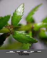 Image of twoleaf watermilfoil