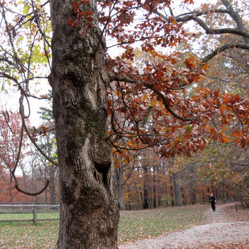 Imagem de Quercus stellata Wangenh.