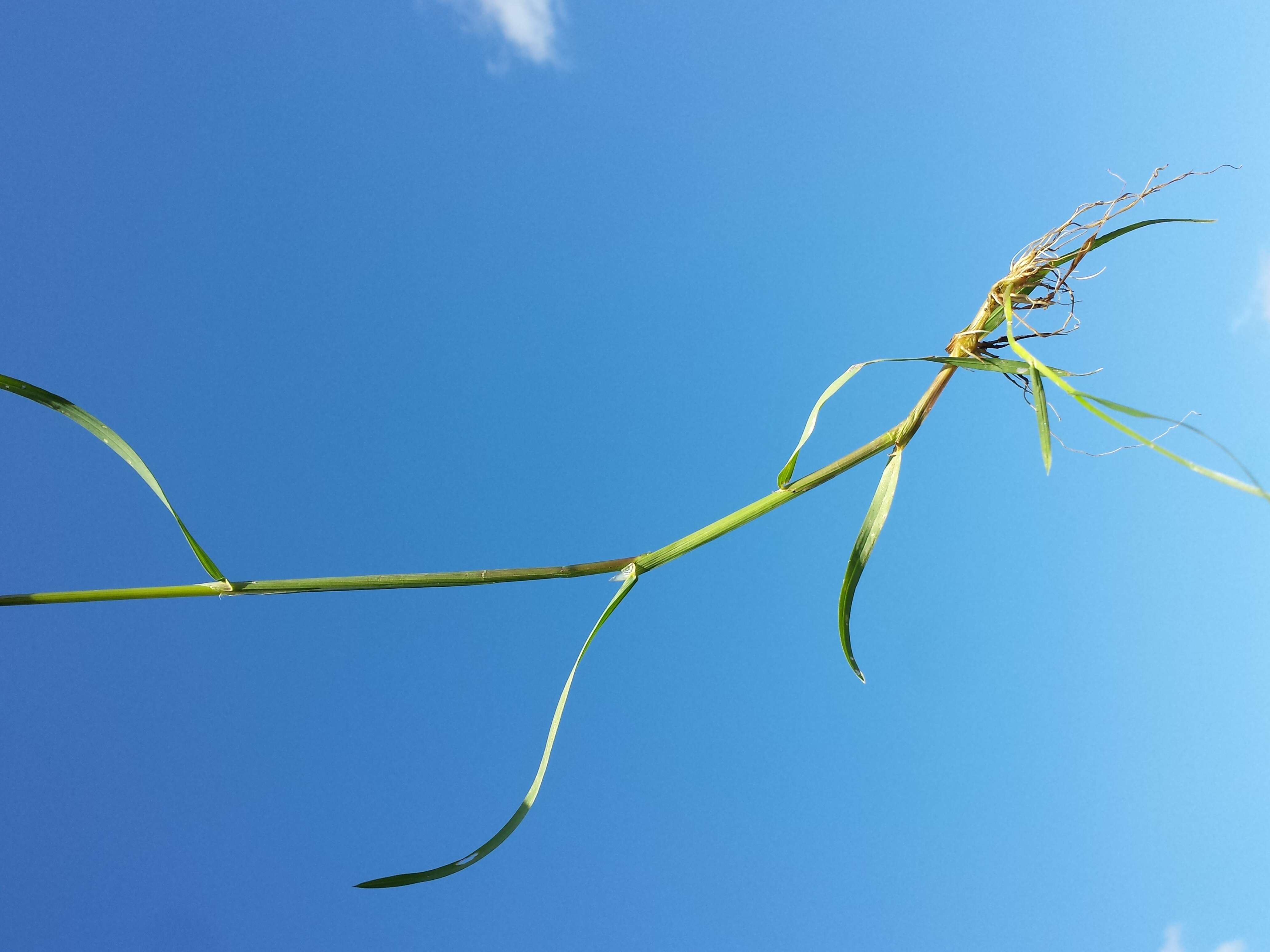 Image of rough bluegrass