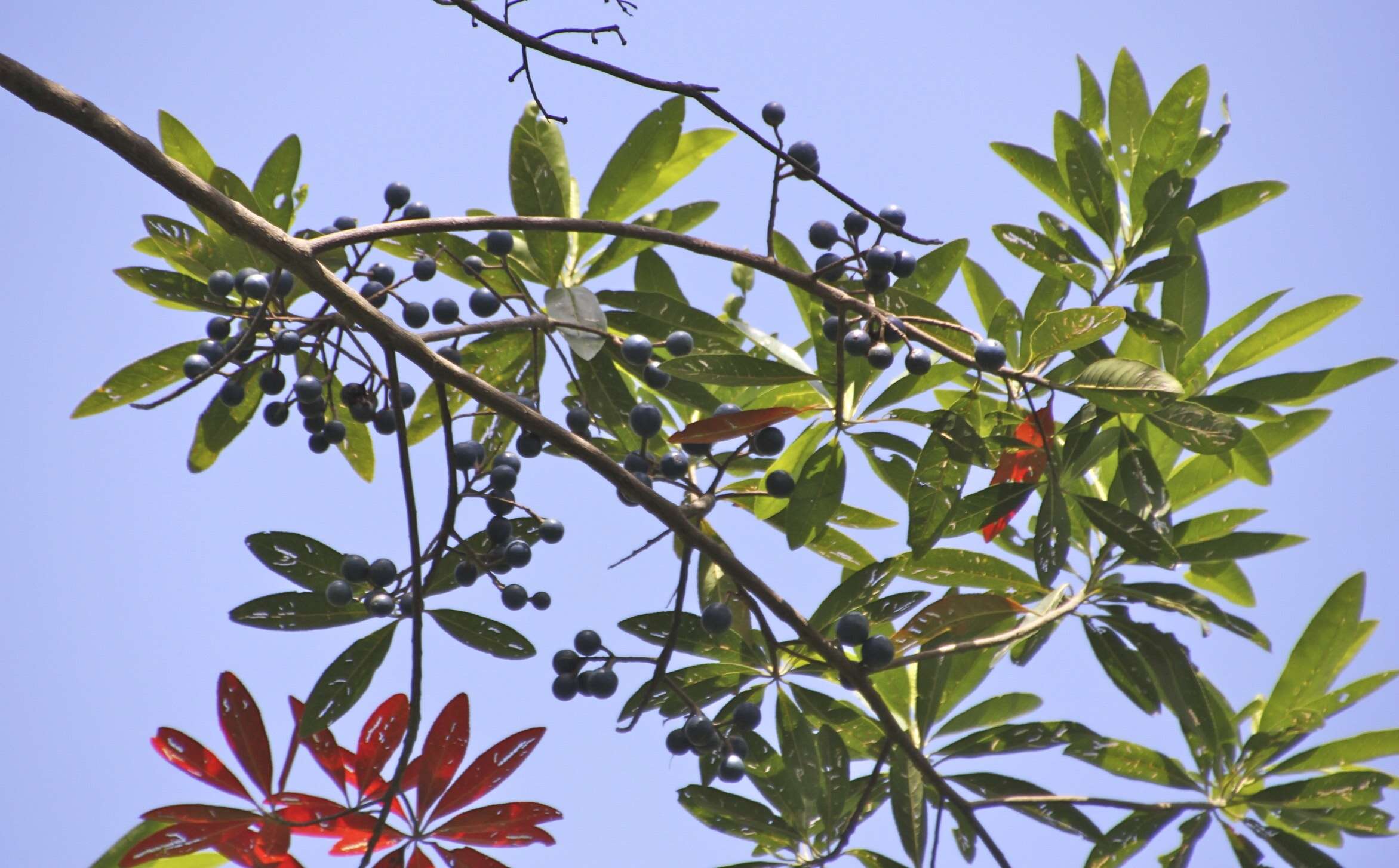 Image of quandong