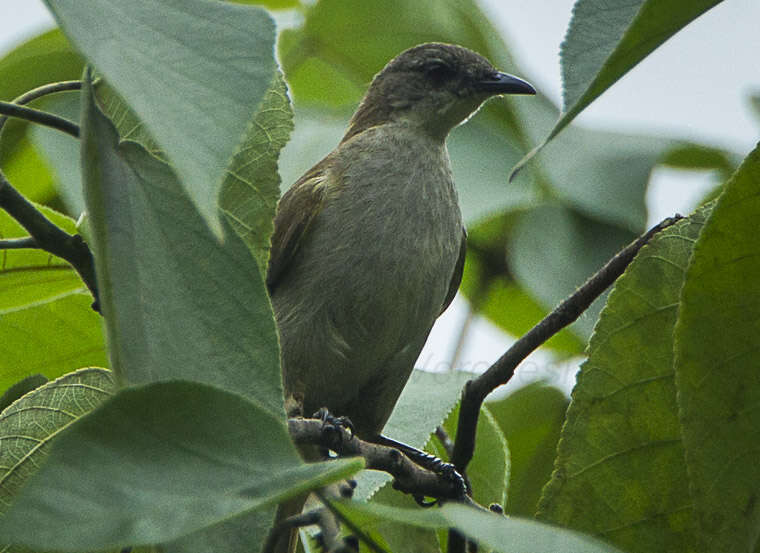 Image of Stelgidillas Oberholser 1899