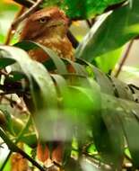 Image of Short-tailed Frogmouth