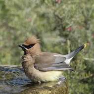 Image of Waxwing