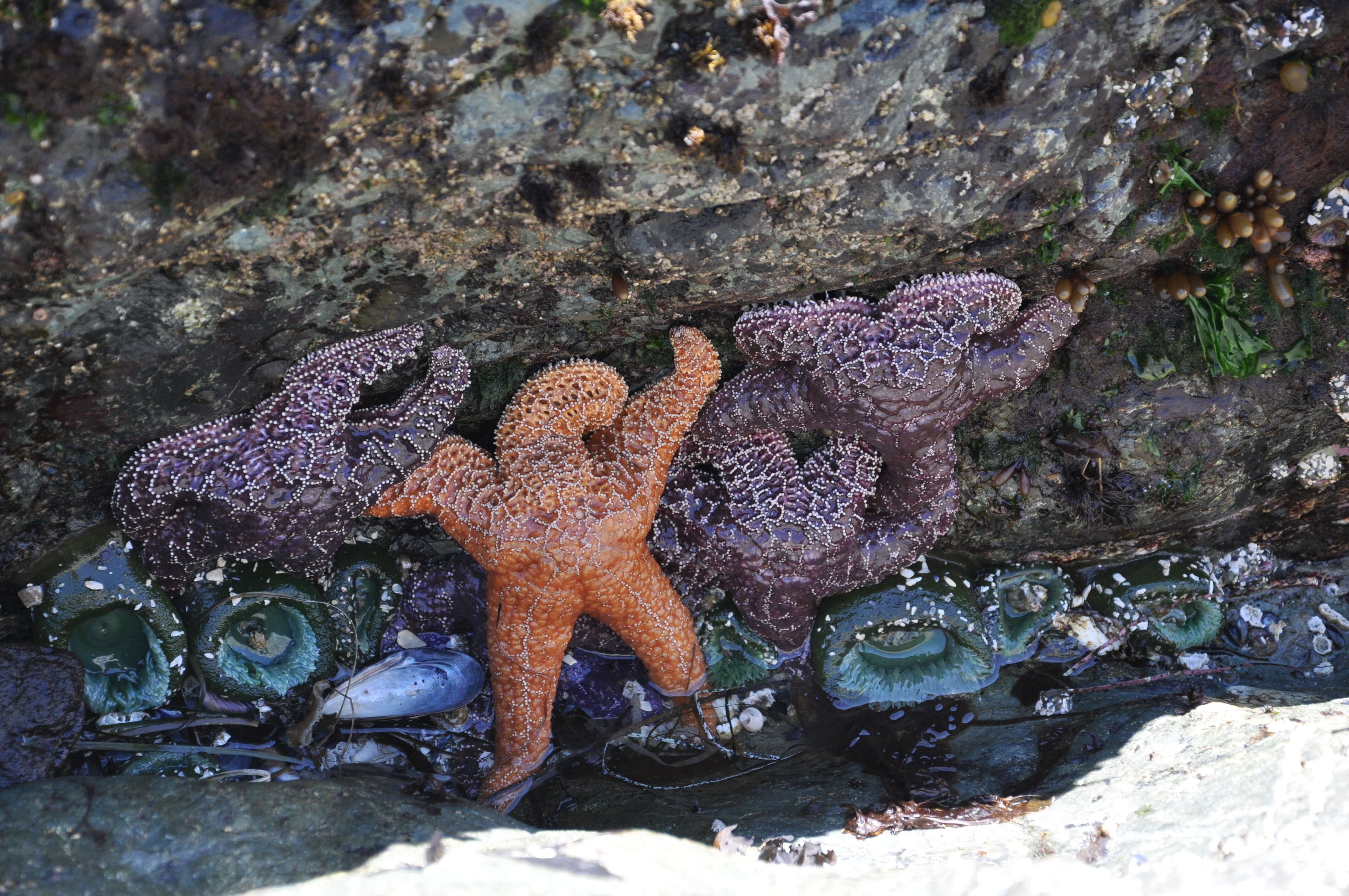 Image of ochre sea star