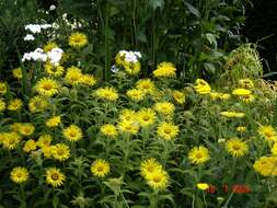 Image of Hooker's inula