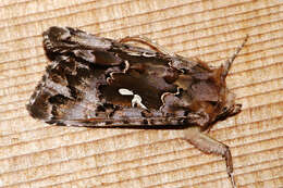 Image de Autographa corusca Strecker 1885