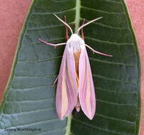 Image of Large candy-striped hawkmoth