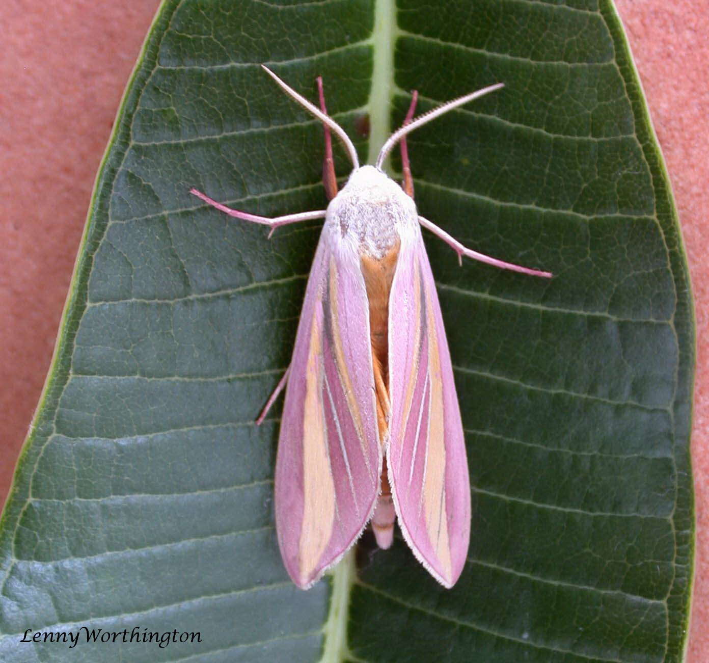 Image de Leucophlebia lineata Westwood 1847