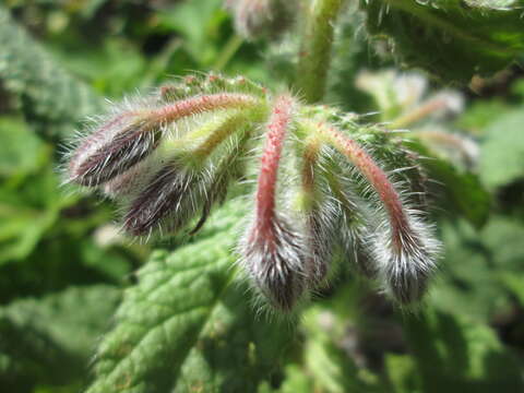 Image of borage