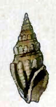 Image of Drillia clionellaeformis (Weinkauff & Kobelt 1875)