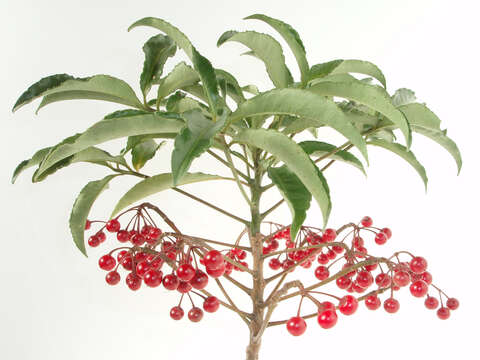 Image of Christmas berry