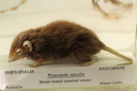 Image of Parantechinus Tate 1947