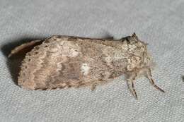 Image of Variable Oakleaf Caterpillar Moth