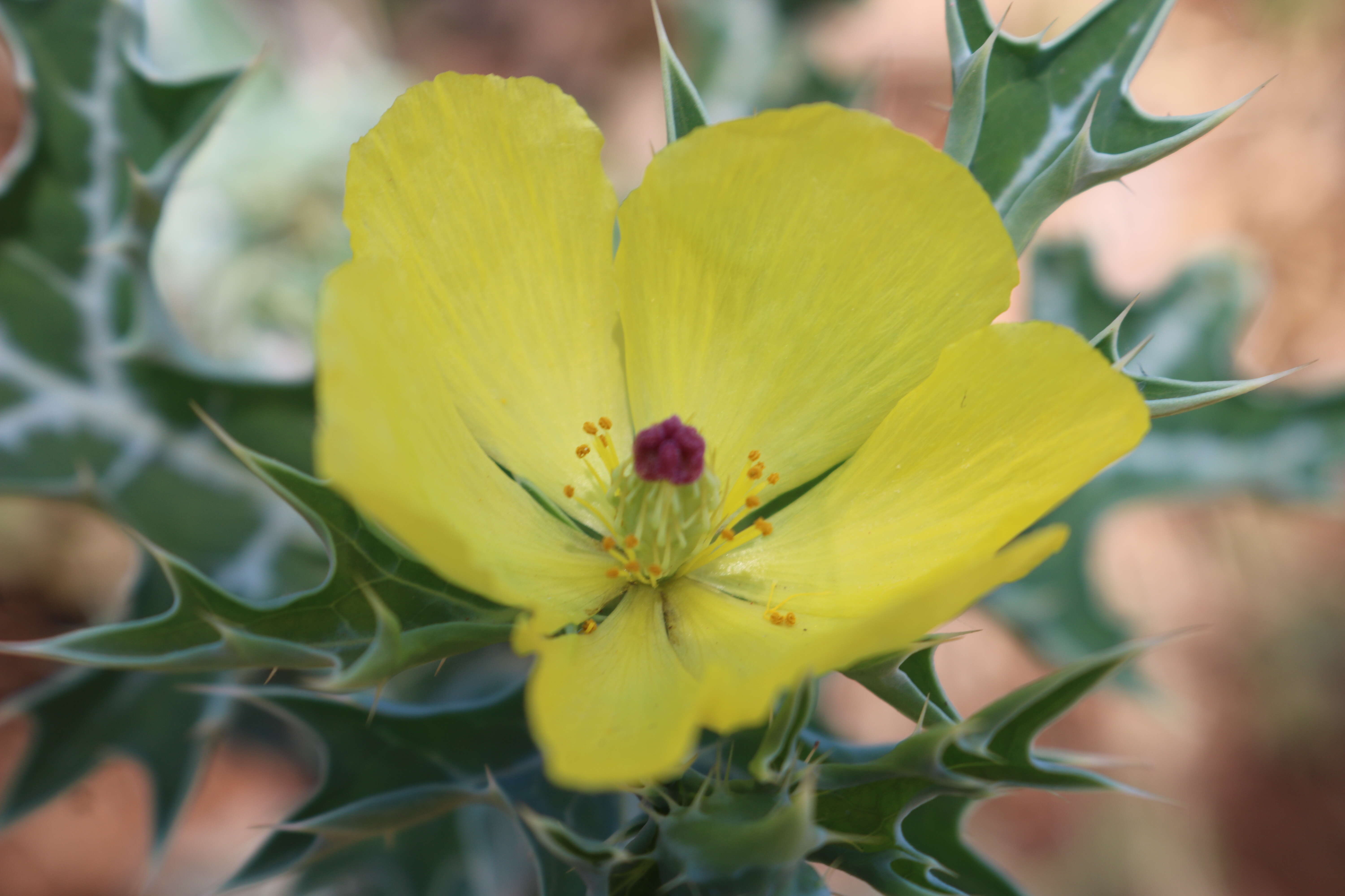 Image of Mexican pricklypoppy