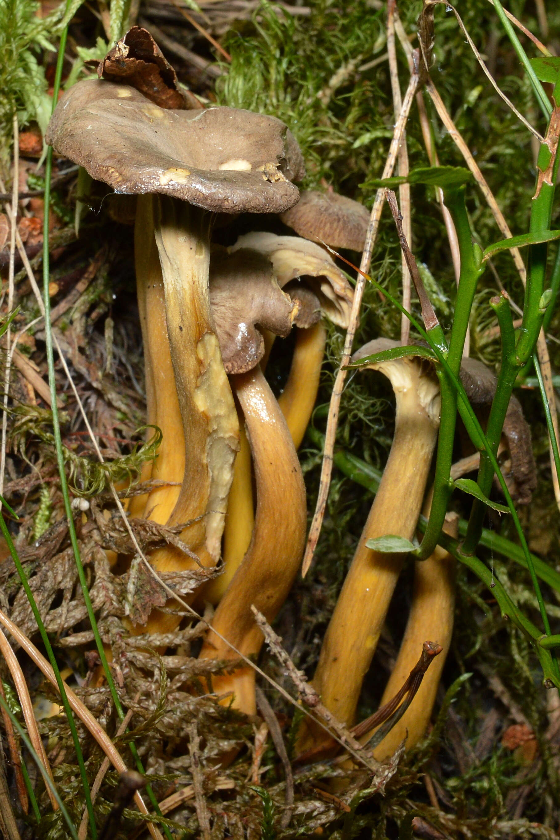 Image of Craterellus