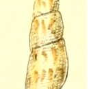 Image of Daphnella delicata (Reeve 1846)