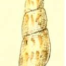 Sivun Daphnella delicata (Reeve 1846) kuva