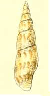 Image of Daphnella delicata (Reeve 1846)