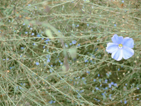 Image of Asian flax