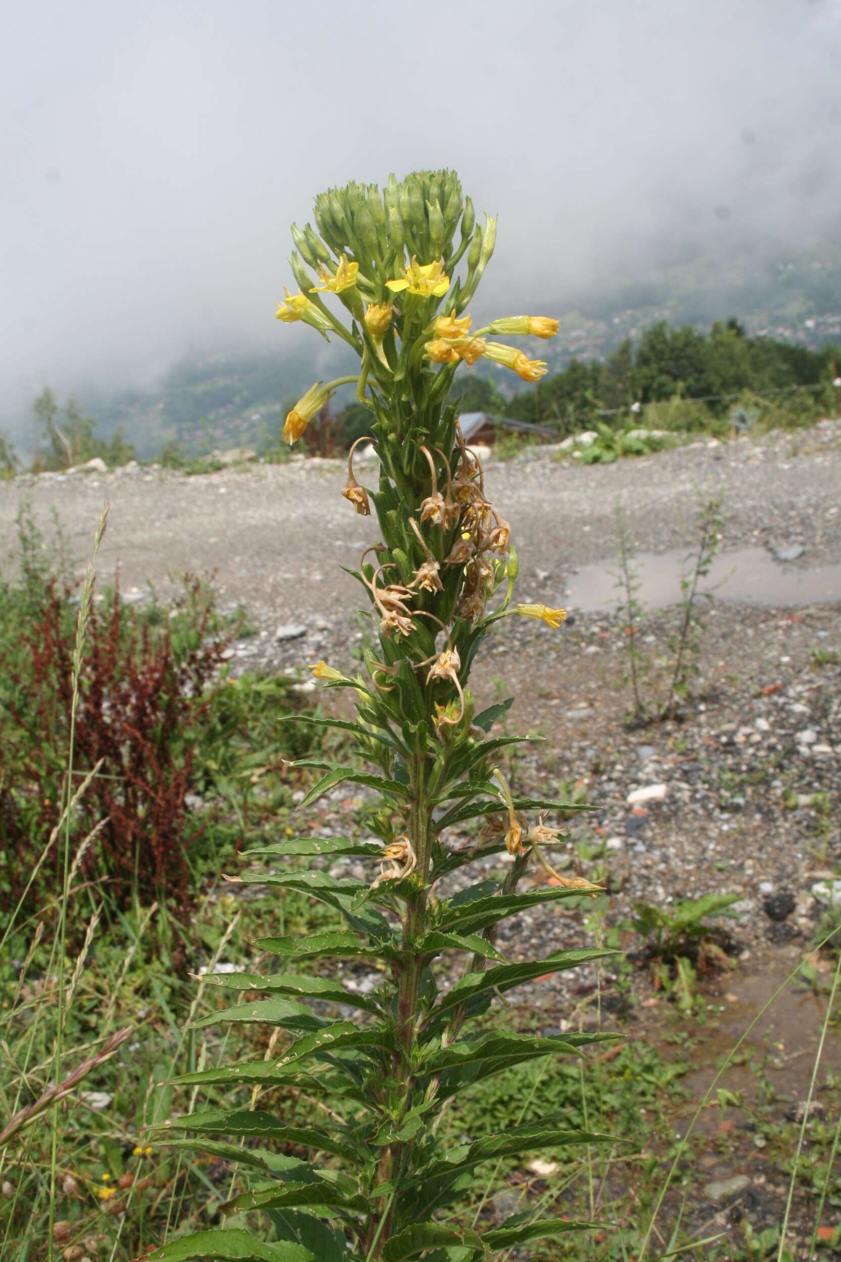 Imagem de Oenothera biennis L.