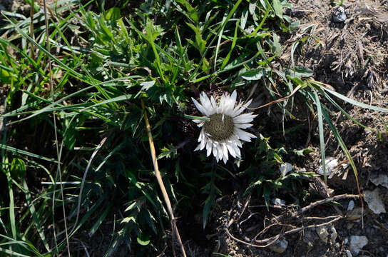 Image of Carlina acaulis L.