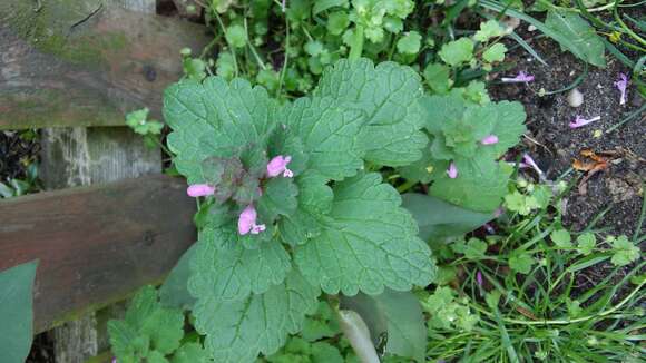 Image of purple archangel