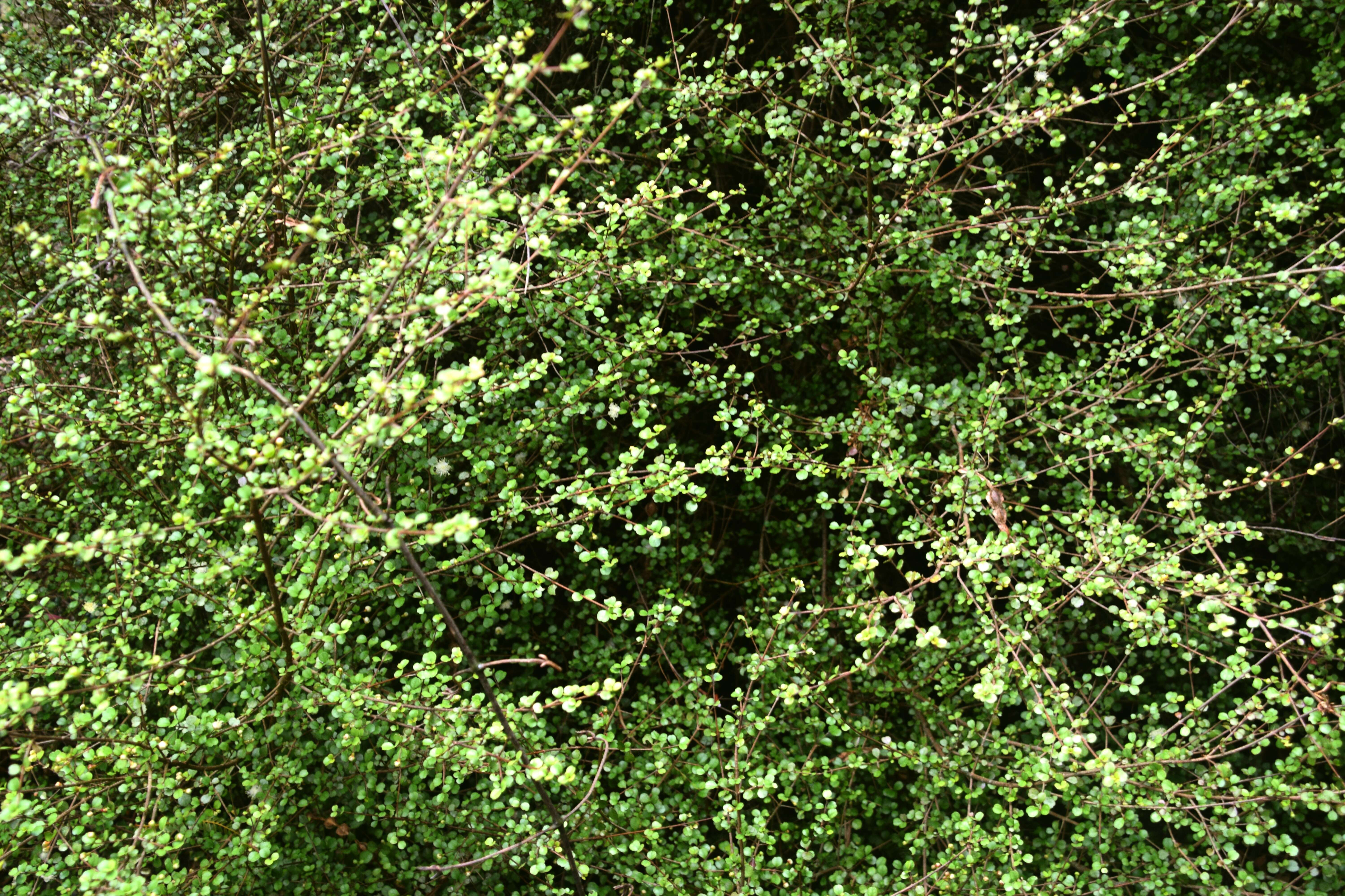 Imagem de Lophomyrtus obcordata (Raoul) Burret