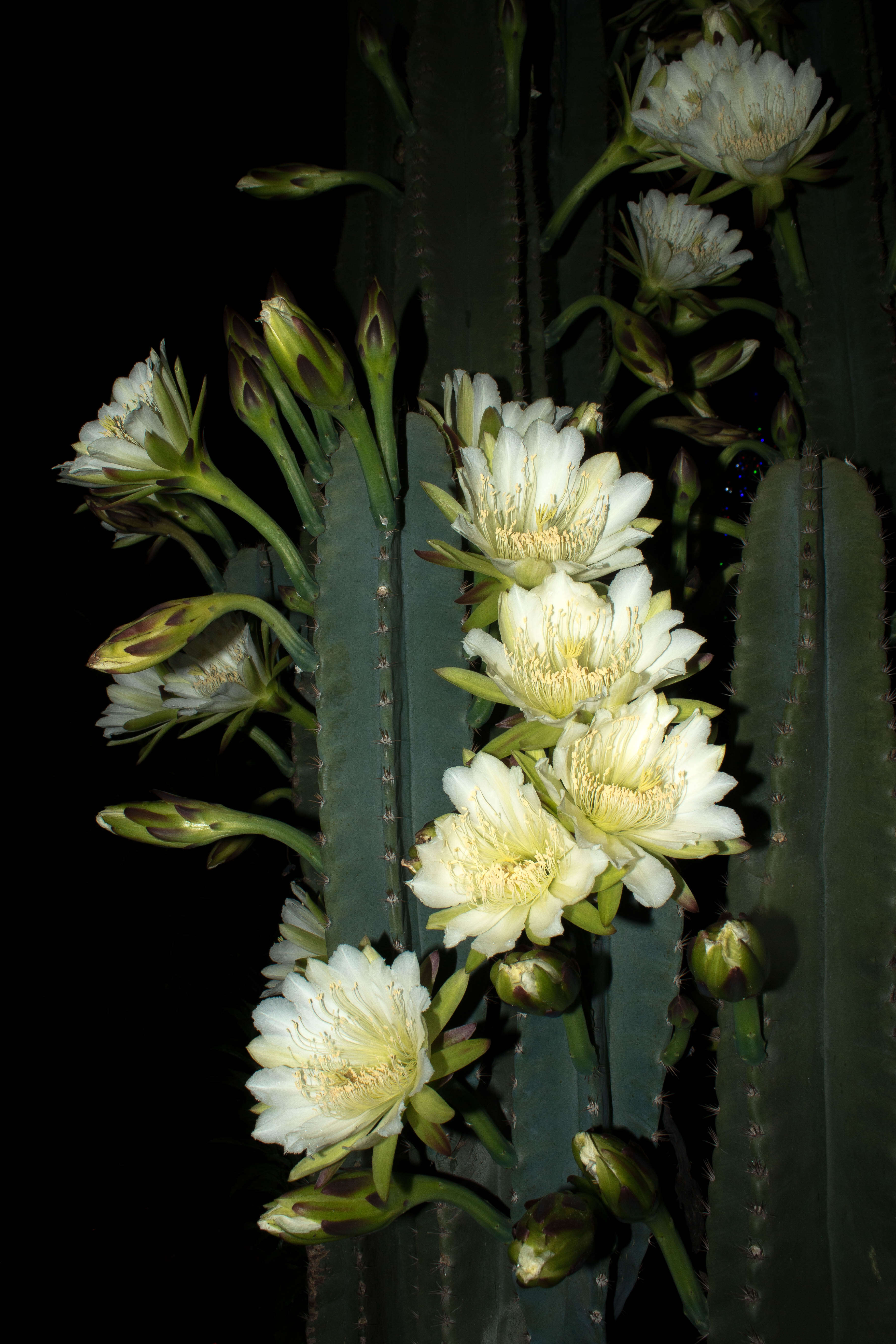 Image of Cereus vargasianus Cárdenas